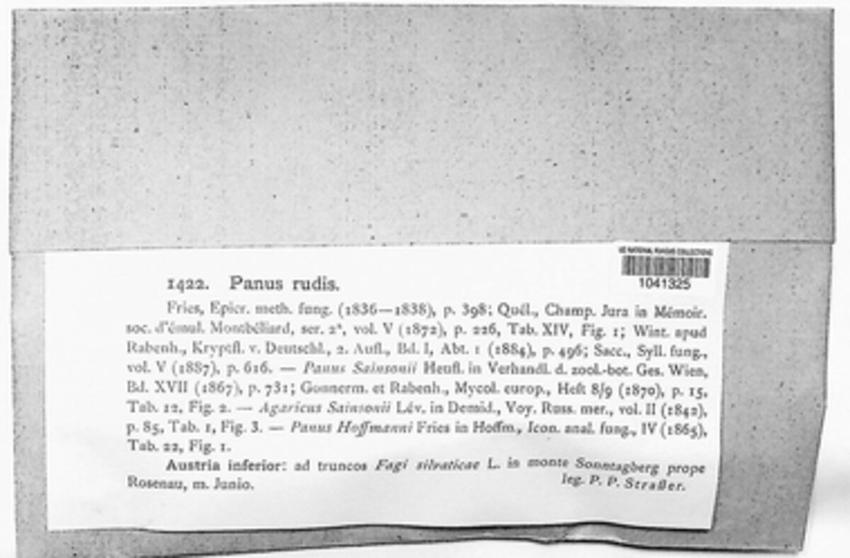 Panus rudis image